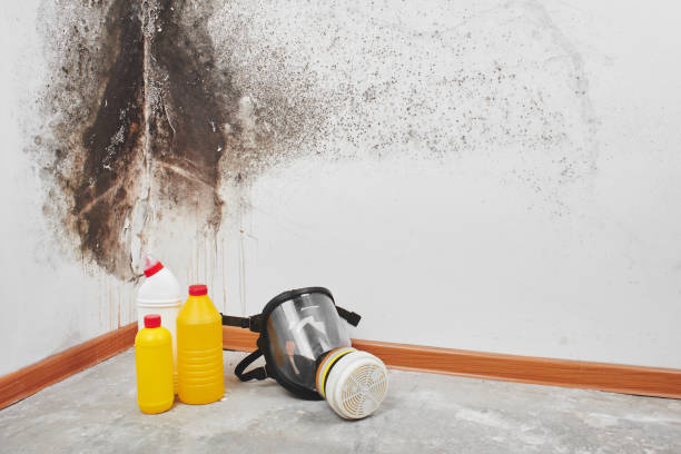 Office Mold Removal Services in Centerville, IN