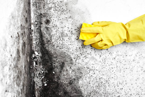 Best Fast Mold Removal  in Centerville, IN