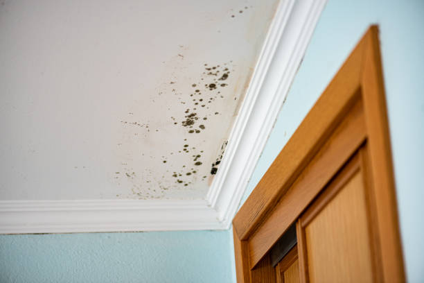 Best Mold Damage Repair  in Centerville, IN