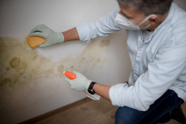Best Commercial Mold Removal  in Centerville, IN