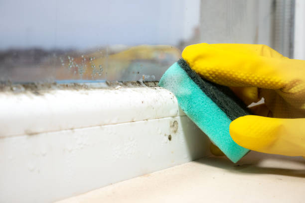 Best Crawl Space Mold Removal  in Centerville, IN