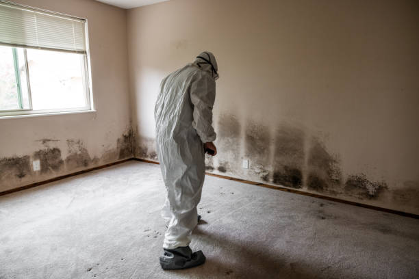 Best Local Mold Removal Service  in Centerville, IN