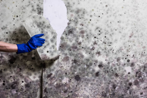 Certified Mold Removal in Centerville, IN