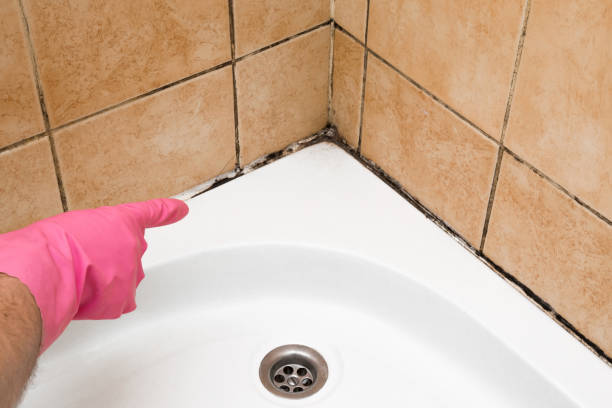 Best Fast Mold Removal  in Centerville, IN